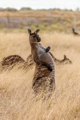 Foto auf Acrylglas Antireflex Vertical view of a kangaroo with a funny expression and posture standing out of the yellow grass, Kangaroo Island, Australia © Marco Taliani
