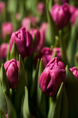 purple round tulip buds in leaves on a garden bed very close vertical photo