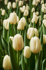 Obraz na płótnie Canvas buds of white tulips in the leaves very close vertical photo