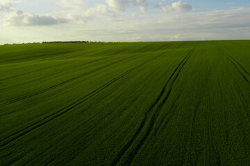 Beautiful horizon. Aerial view of an endless agriculture field in countryside and a blue cloudy sky. Ukrainian landscapes. Green harvest field. Land covered with green grass. Green wheat field.