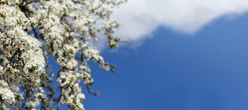 blooming fruit tree against the blue sky with a cloud. white spring flowers