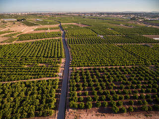 Aerial view of orange fields in Valencia