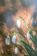 Galanthis nivalis,snowdrop flowers,springtime