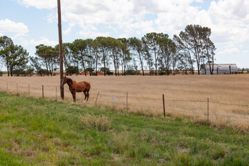 Naklejka premium A horse waiting at the fence.