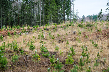 Young spruces in the forest. Forest management. Spruce painted against pests. Selective focus