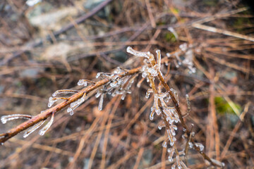 czech wood in the winter season
