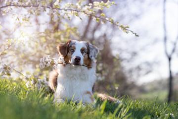 Dog, Australian Shepherd lying under cherry blossoms with flowering branch in mouth looking at...