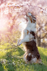 Dog, Australian Shepherd standing on hind legs under cherry blossoms with falling petals - 417324478