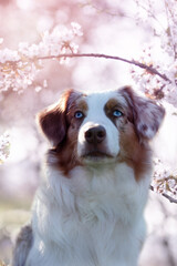 Dog, Australian Shepherd portrait in spring with cherry blossoms in pink light - 417324622