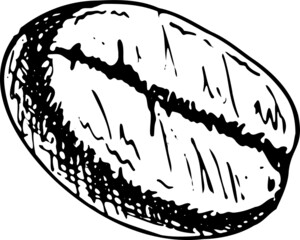 hand drawn illustration of coffee beans