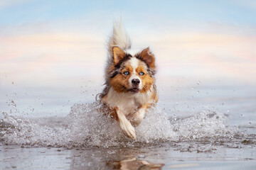 Dog, Australian Shepherd jumps in water while swimming in sea or lake - 417325026