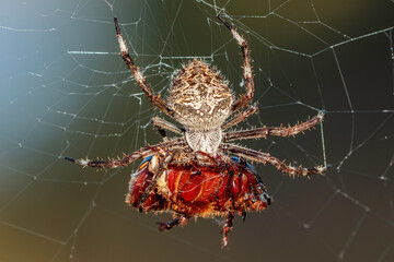 Knobbled Orbweaver, Cotter Reserve, ACT, February 2021
