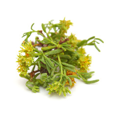 Flora of Gran Canaria - small green and yellow flowers of Gymnocarpos decandrus isolated on white background