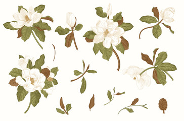 Magnolia grandiflora. Vector vintage botanical illustration. Set