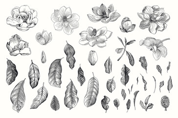 Magnolia grandiflora. Vector vintage botanical illustration. Set. Black and white © OlgaKorneeva