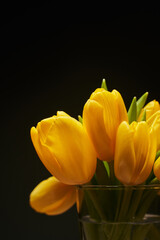 Naklejka premium large buds of yellow tulips on a black vertical background