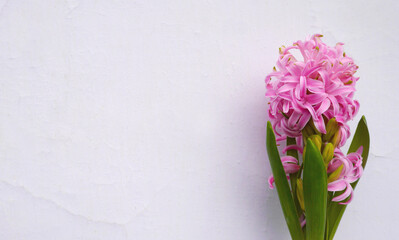 Nature photo pink blooming Hyacinthus on white plaster wall.