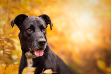 Dog, Labrador mix black portrait in autumn forest - 417326698