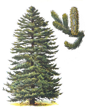 Silver fir (Abies alba) - vintage illustration from Larousse du xxe siècle