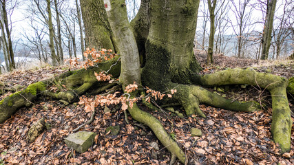 czech wood in the winter season