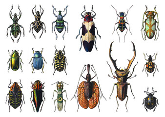 Bug and beetle collection - vintage illustration from Larousse du xxe siècle - obrazy, fototapety, plakaty