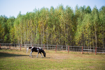 On the paddock in early autumn, a horse walks against the background of the forest.