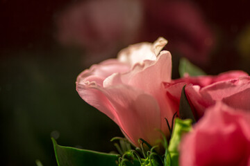 Fototapeta na wymiar Macro (close-up) romantic flower.