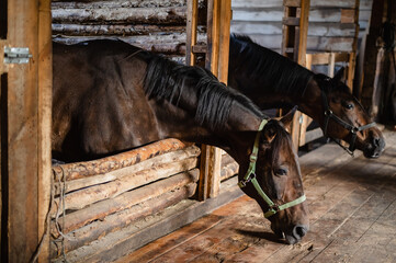The heads and necks of two chestnut mares in wooden stalls.