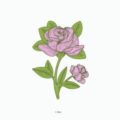 rose blossom hand drawn vintage botanical vector illustration. Isolated scientific plant illustration isolated on white background. Graphic design resources