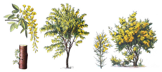 Golden chain or Golden rain - Laburnum (left) and Gorse - Ulex (right) - vintage illustration from Larousse du xxe siècle - obrazy, fototapety, plakaty