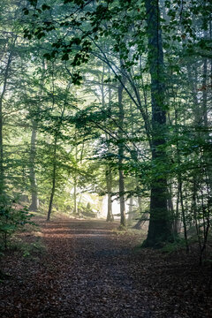 Dirt track in forest