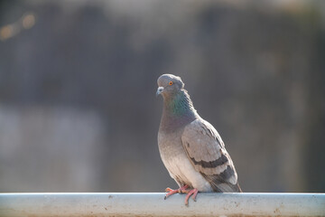 Gros plan de pigeon perché