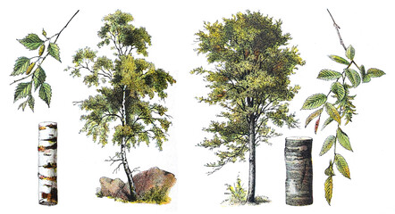 Birch (left) and Common hornbeam - Carpinus betulus (right) - vintage illustration from Larousse du xxe siècle - obrazy, fototapety, plakaty