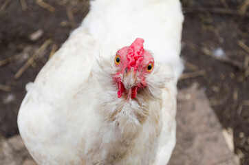 White chicken looks up at the camera. poultry as an agricultural activity