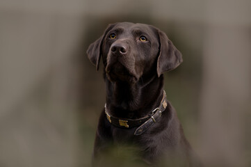 Labrador Retriever braun