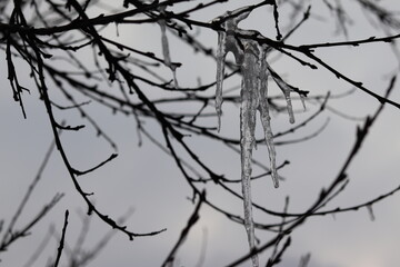 snow covered branches