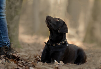 Labrador liegt gehorsam im Wald