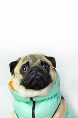 Pug dog in  mint clothes   looks  at the place for  text . Clothing  and goods  for animals  and advertising  concept .