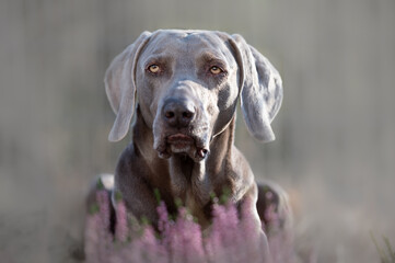Weimaraner Jagdhund im Heidekraut
