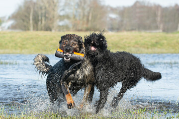 Bouvier dog and German shepherd dog playing in water