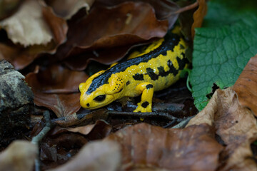 Fire salamander between the leafsicher