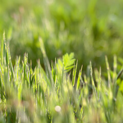 image cut to the wallpaper. photo of spring grass lit from behind by spring sun. expressive, juicy green