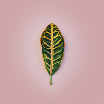 Leaf on pink background
