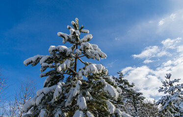 Winter fairy tale in garden. Сalm picture of snow-covered garden. Austrian pine covered with white fluffy snow on blue sky background. Nature concept for magic theme to New Year and Christmas
