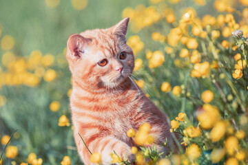 Small ginger kitten sitting on the flower lawn. Cat enjoying spring