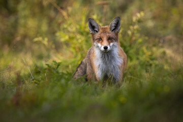 Tense red fox, vulpes vulpes, staring into camera on green glade with copy space. Shy mammal looking from front view in green grass in summer nature. Animal wildlife in wilderness.