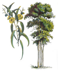 Southern blue gum (Eucalyptus globulus) - vintage illustration from Larousse du xxe siècle - 417331022