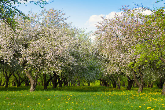 Beautiful apple orchard with blooming apple trees.