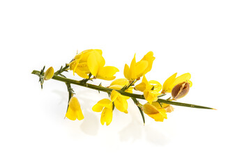 Fresh Yellow Gorse in flower isolated on white background. Ulex europaeus