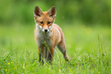 Little red fox, vulpes vulpes, cub watching on glade in summer sunlight. Orange animal looking on sunny meadow from front. Young mammal standing on pasture.